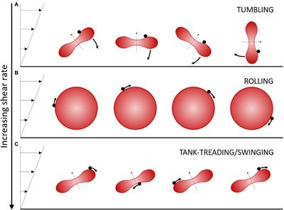 Dynamics of Individual Red Blood Cells Under Shear Flow: A Way to Discriminate Deformability Alterations